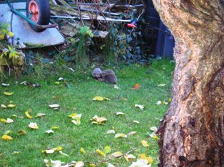 Wo sind diese Igelchen nur abgeblieben?